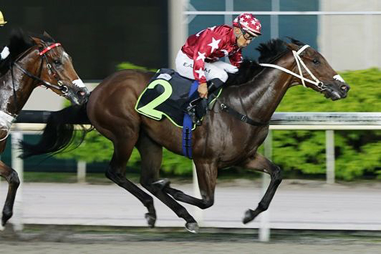 Master Miner winning the RESTRICTED MAIDEN