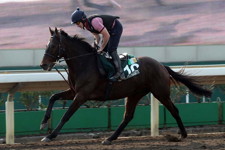 Max Dynamite exercises at Sha Tin on Wednesday morning ahead of the LONGINES Hong Kong Vase. Max Dynamite exercises at Sha Tin on Wednesday morning ahead of the LONGINES Hong Kong Vase.