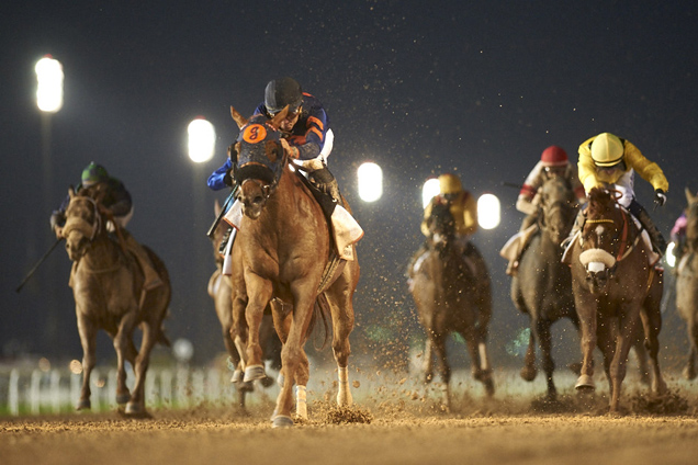 Mind Your Biscuits winning the Dubai Golden Shaheen Sponsored By Gulf News