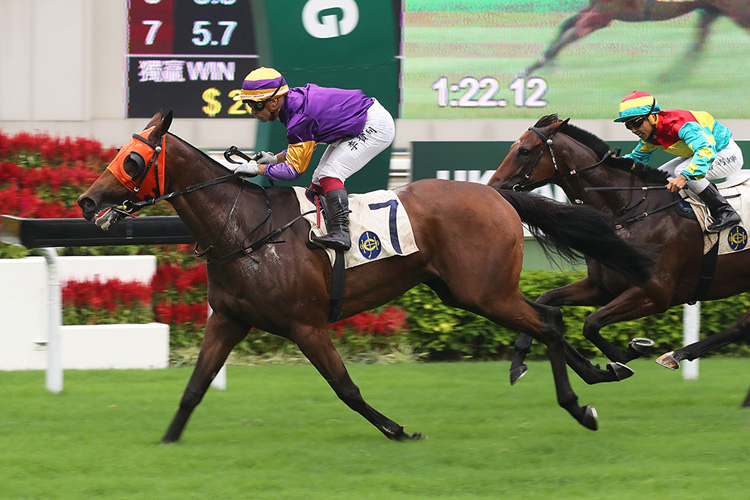 Mongolian King is a top rater at Sha Tin on Wednesday.