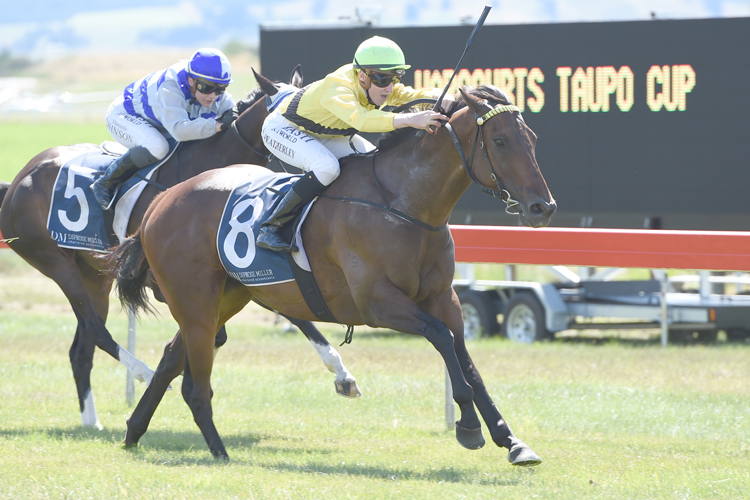 Nothing Trivial winning the Harcourts Taupo Cup