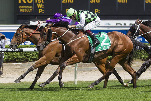 Taree Cup topweight Olympic Academy