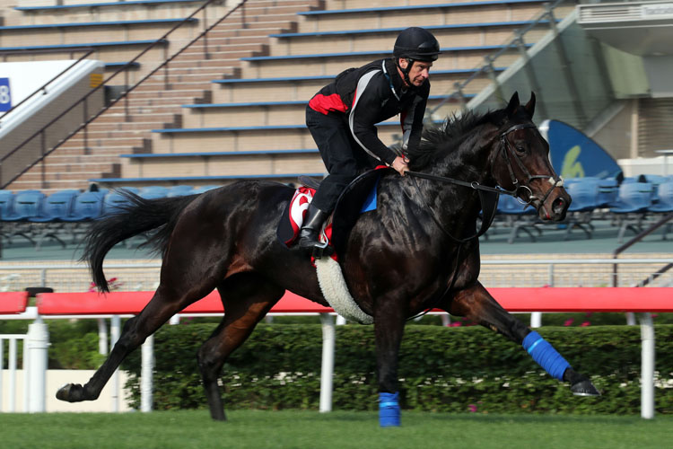 Poet's Word gallops at Sha Tin on Wednesday morning Poet's Word gallops at Sha Tin on Wednesday morning
