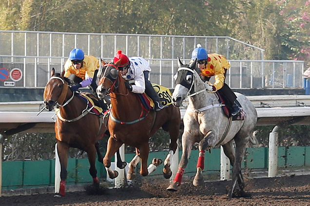 Peniaphobia (inside) finishes third behind Giant Treasure (grey) and Contentment in this mornings 1200m trial. Peniaphobia (inside) finishes third behind Giant Treasure (grey) and Contentment in this mornings 1200m trial.