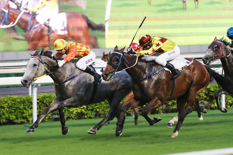 Hong Kong entries Pingwu Spark (grey) and Southern Legend (blinkers) did clash before with the former winning