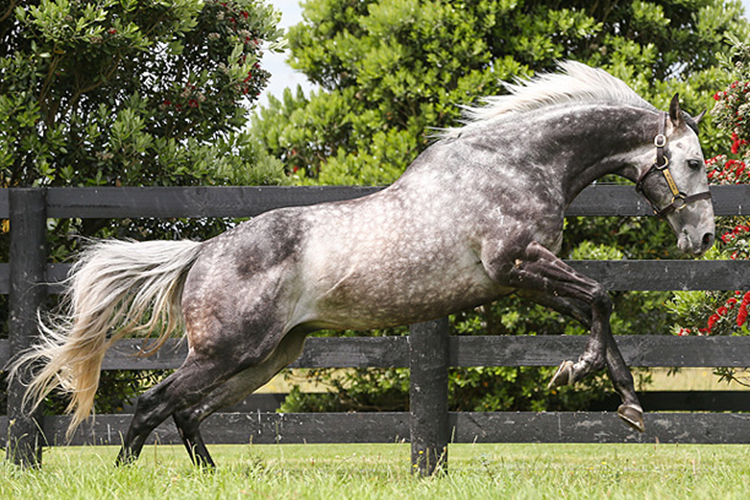 RELIABLE MAN winning the Santos Coffee Queen Elizabeth Stakes at Randwick