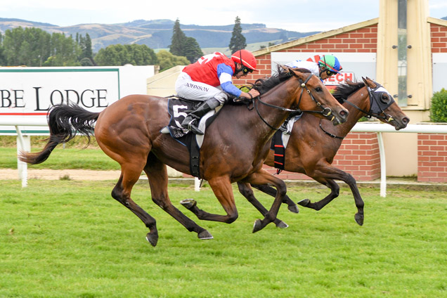 Residential shades Starvoia in the Listed Dunedin Guineas