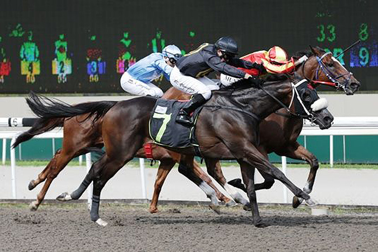 Royal Ruler winning the SPEED BABY 2011 STAKES OPEN BENCHMARK 97