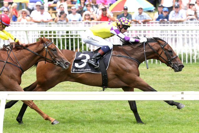 Sacred Shot winning the The N Z Herald Spec Mdn