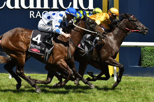 Savanna Amour winning the Angus Armanasco Stakes