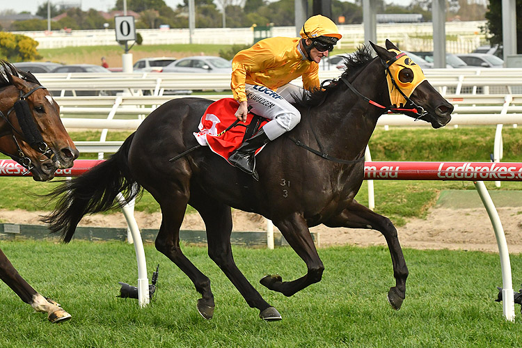 Savanna Amour winning the Ladbrokes Odds Boost Stakes Savanna Amour winning the Ladbrokes Odds Boost Stakes