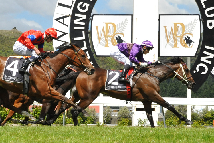 Sir Nate winning the Anuka Smoker Wellesley Stakes