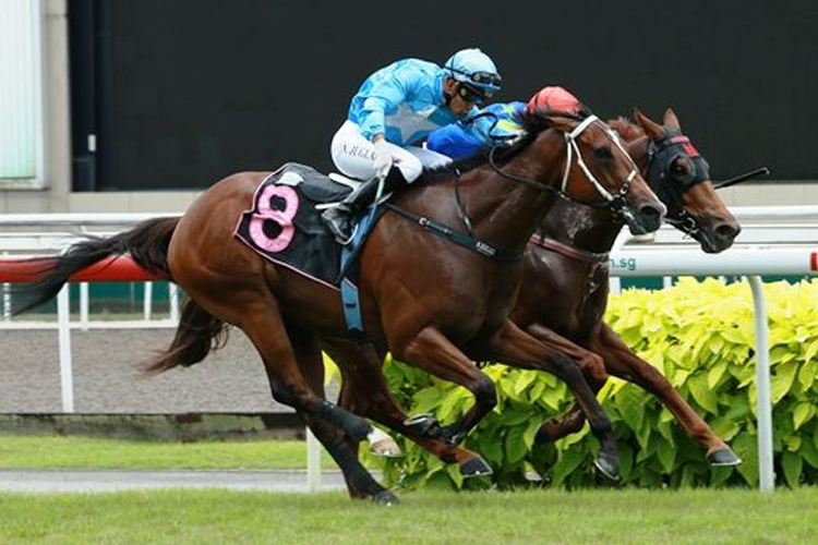 Situation winning the GOODMAN 2014 STAKES CLASS 4