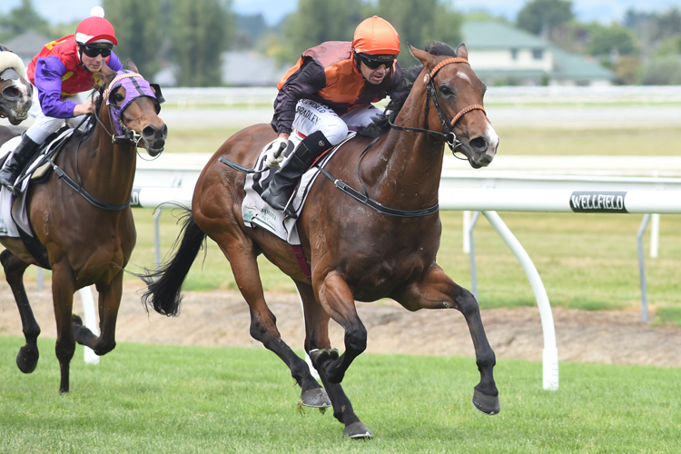 Slimline winning the Wai Pine Ltd Bulls Country Cup