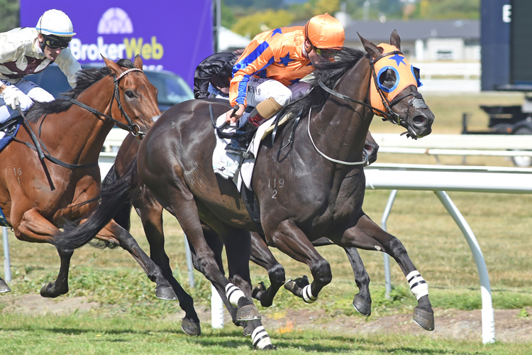 Splurge winning the Kamada Park Manawatu Stakes