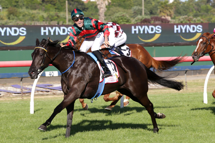 Spring Heat winning the Hynds Ltd Bonecrusher Stakes