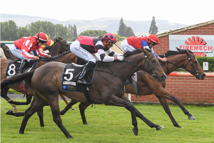 Starvoia winning the Allied Security Hazlett Stakes