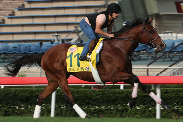 Stormy Liberal works on the turf under Silvestre de Sousa at Sha Tin on Wednesday morning. Stormy Liberal works on the turf under Silvestre de Sousa at Sha Tin on Wednesday morning.