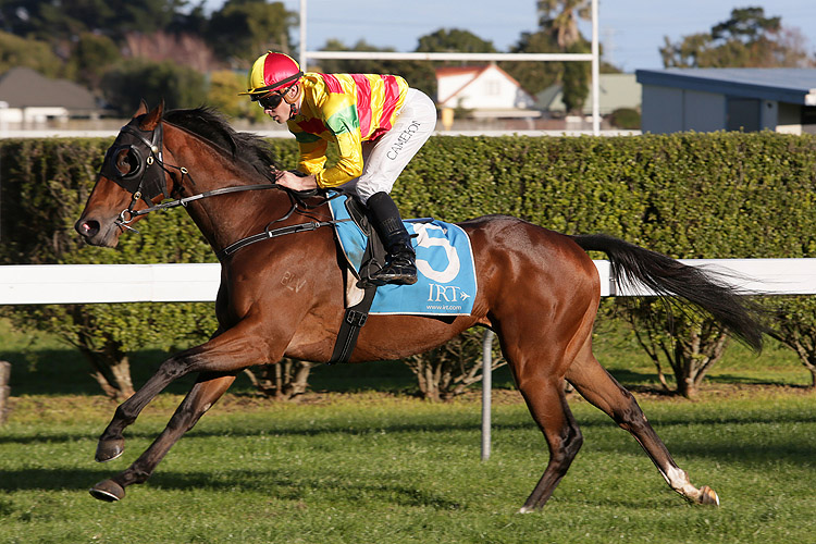 Viktor Vegas winning the Westbrook.Co.Nz Mdn Viktor Vegas winning the Westbrook.Co.Nz Mdn