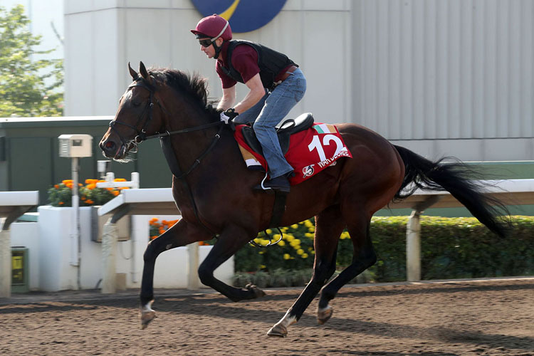 WARDECREE-HKG CUP WARDECREE-HKG CUP