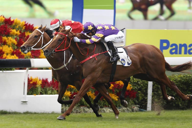 Western Express(purple) winning the THE PANASONIC CUP (HANDICAP) Western Express(purple) winning the THE PANASONIC CUP (HANDICAP)