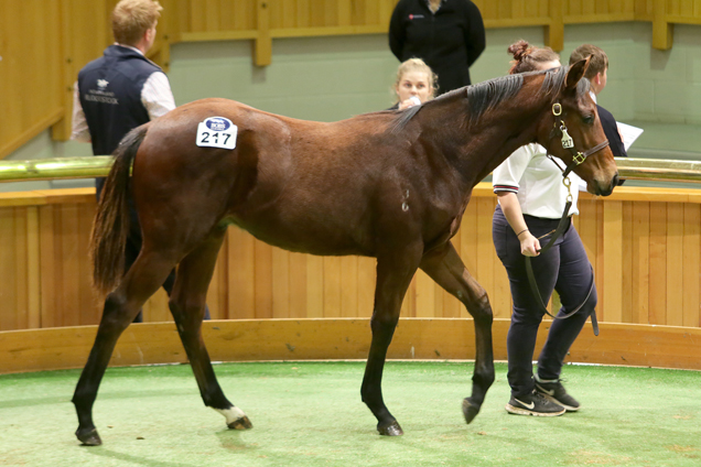 Lot 217 Lot 217