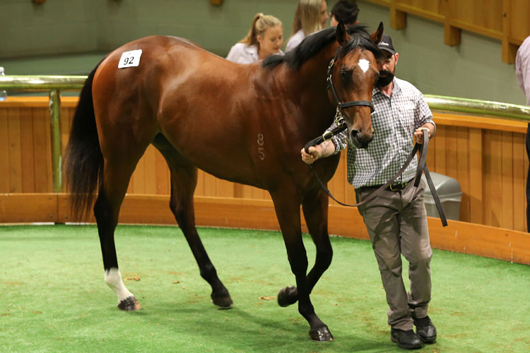 Furore as a yearling at the New Zealand Bloodstock National Yearling Sales
