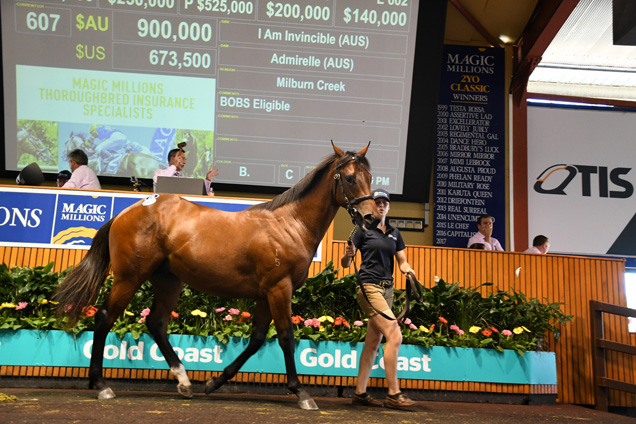 Magic Millions 2017 - Lot 607 I Am Invincible-Admirelle Magic Millions 2017 - Lot 607 I Am Invincible-Admirelle