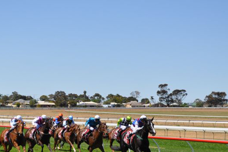 Racecourse : Murray Bridge (Australia).