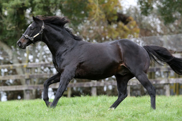 Pentire, sire of South Australian Derby winner Volatile Mix, at Rich Hill Stud