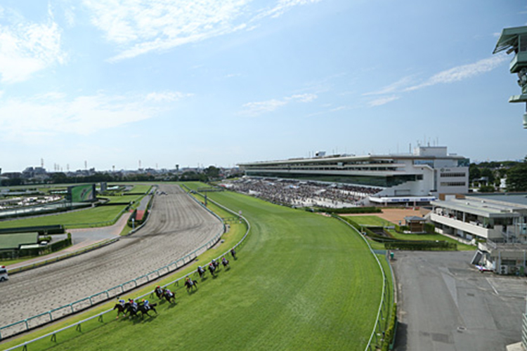 Racecourse : Nakayama (Japan)