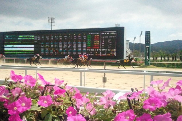 Busan Race Course