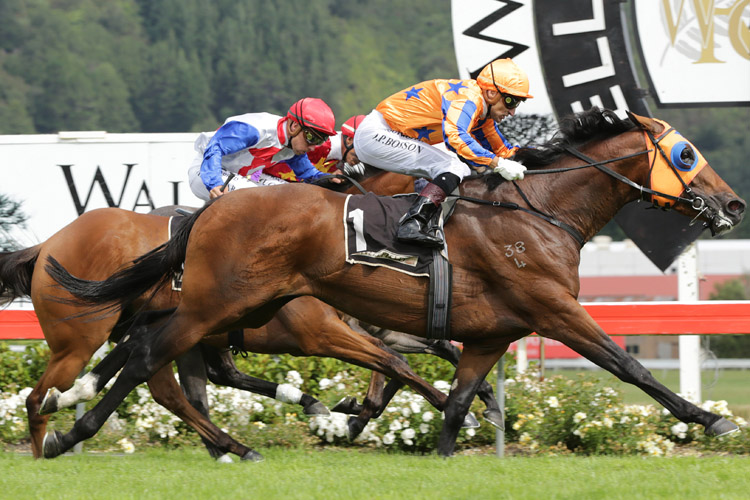 Age Of Fire winning the Grant Plumbing Levin Classic