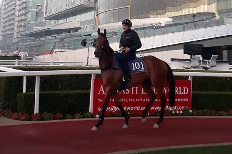 Bahana doing a little bit of schooling under Bernard Fayd'Herbe around the Meydan parade ring on Saturday