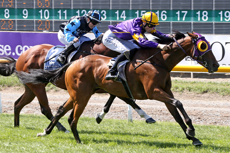 Boots 'n' All winning the Speight's Timaru Stakes