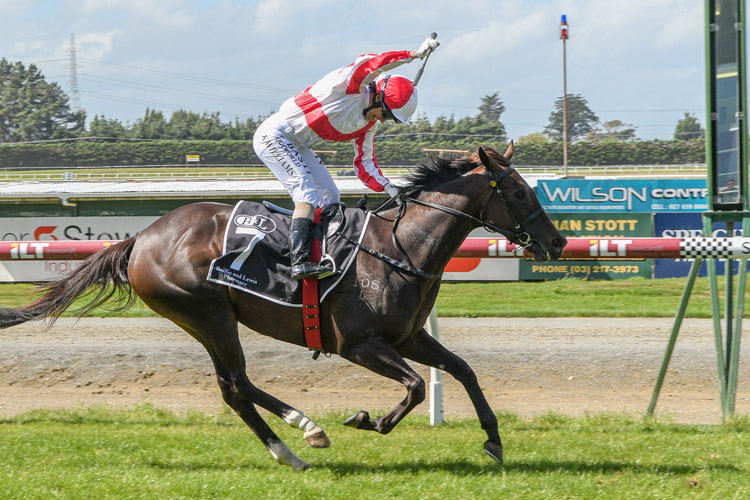 Global Thinking winning the Southland Guineas