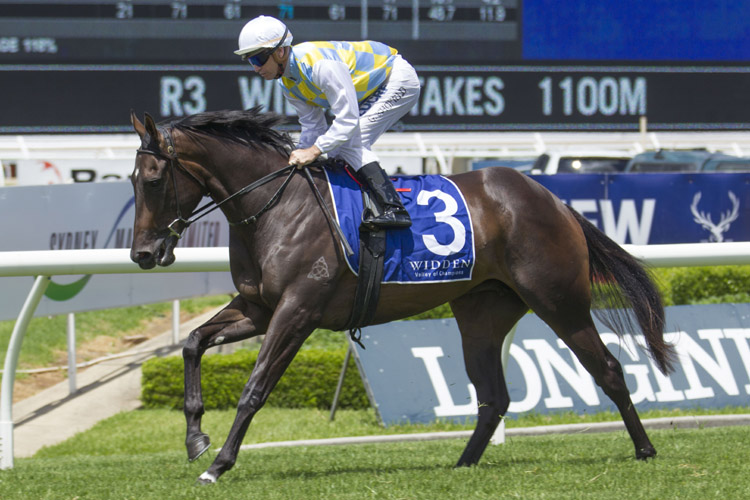 Into The Abyss running in the Widden Stakes