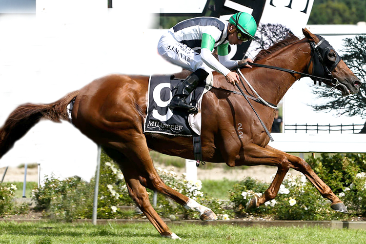 MAGIC CHAI winning the Wallaceville Estate Castletown Wellington Cup Race at Wellington in New Zealand.