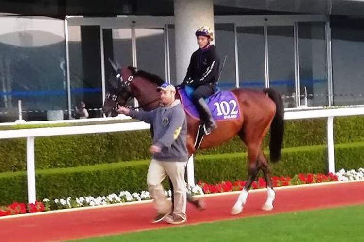 Assistant-trainer Mike Shaw leads Newlands (Andy Ismail) to the main track on Saturday