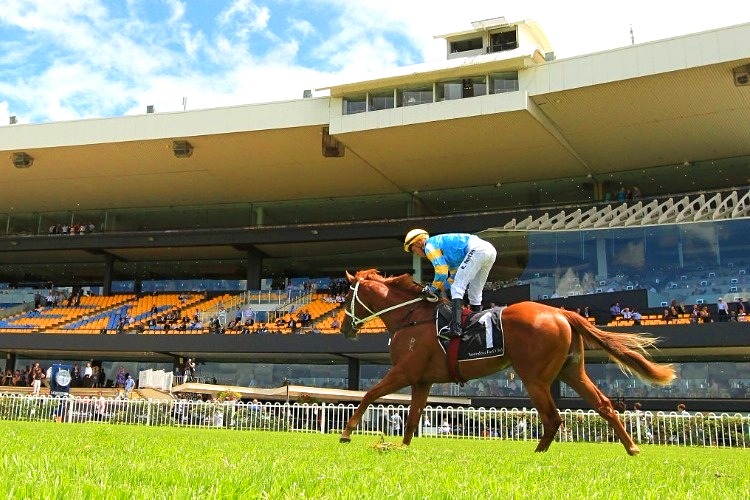 Performer deserves his spot at the top of Slipper betting