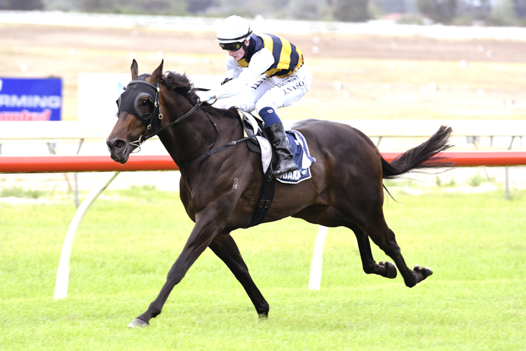 Romancer one to watch in Adelaide