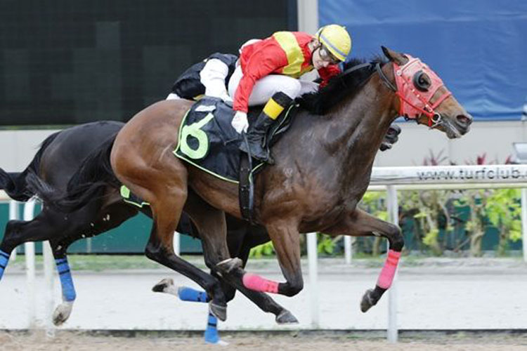 Yaya Papaya winning the CLASS 4 NON PREMIER MARK WALKER STAKES