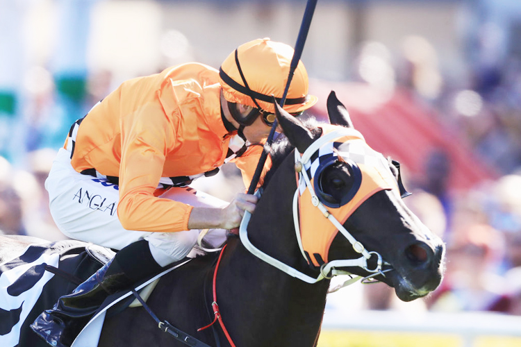 ACE HIGH winning the Yulong Australia Hill Stakes during Sydney Racing at Royal Randwick in Sydney, Australia. ACE HIGH winning the Yulong Australia Hill Stakes during Sydney Racing at Royal Randwick in Sydney, Australia.