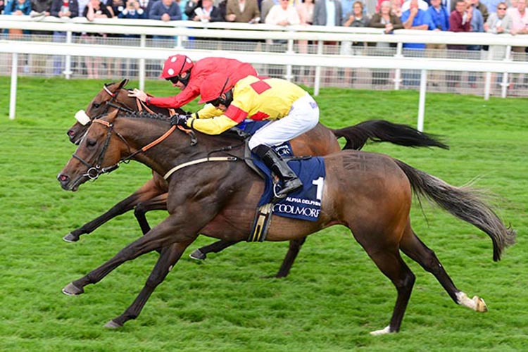 Alpha Delphini winning the Coolmore Nunthorpe Stakes (Group 1)
