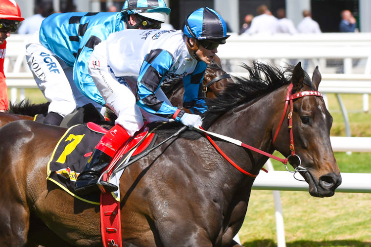 AMPHITRITE winning the Schweppes Thousand Guineas during Melbourne Racing at Caulfield in Melbourne, Australia.