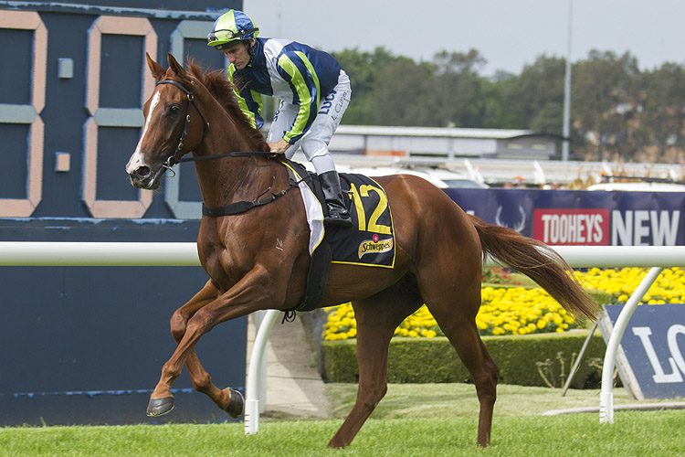 Aristocratic Miss is well placed in Adelaide