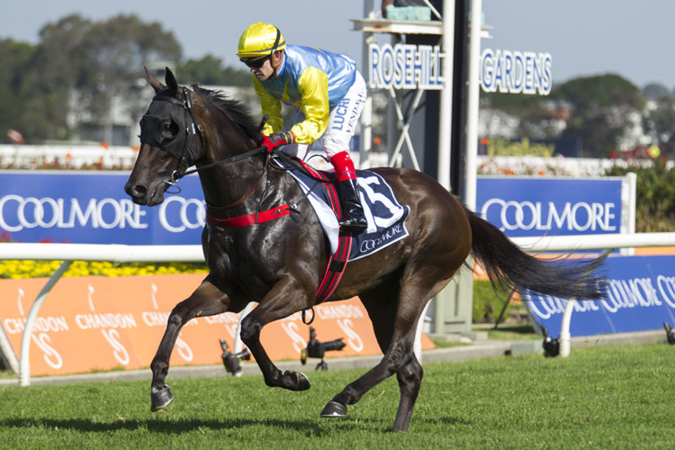 Bring Me Roses running in the Coolmore Classic