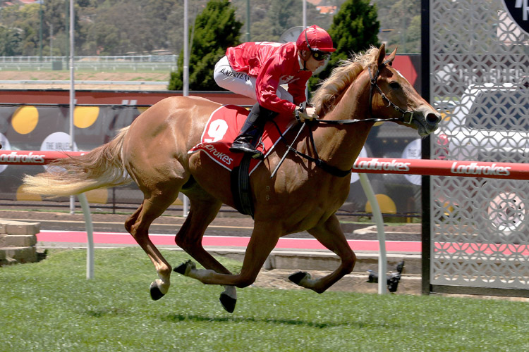 Brooklyn Hustle winning the Buildsafe Plate