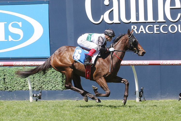 Champagne Boom winning the Inglis Debutant Stakes
