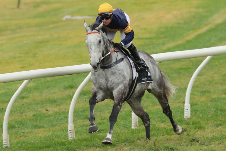 CHAUTAUQUA running in the barrier trial during Sydney Racing at Rosehill Gardens in Sydney, Australia.